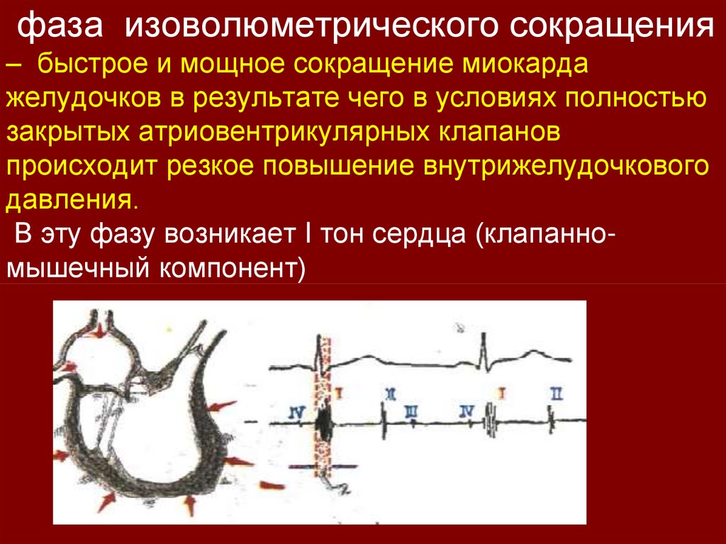 Сокращение желудочков. Фаза изоволюметрического сокращения. Фаза изоволюметрического сокращения желудочков. Фазы сокращения миокарда. Фаза изометрического сокращения миокарда.