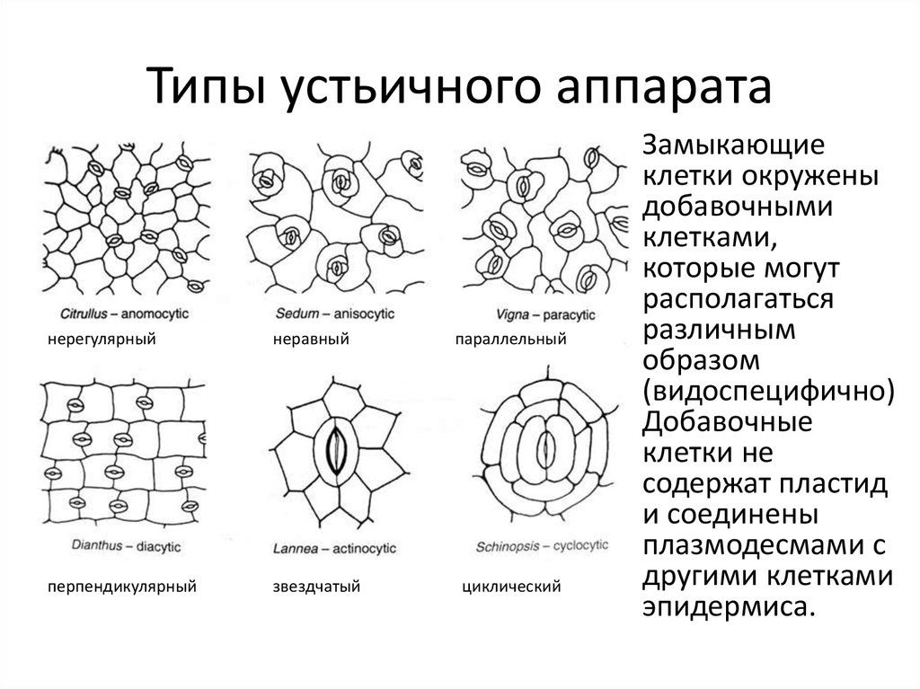 Какие типы строения. Типы устьичных комплексов однодольных. Парацитный Тип устьичного аппарата. Тип устьичного аппарата однодольных. Аномоцитный Тип устьичного аппарата.