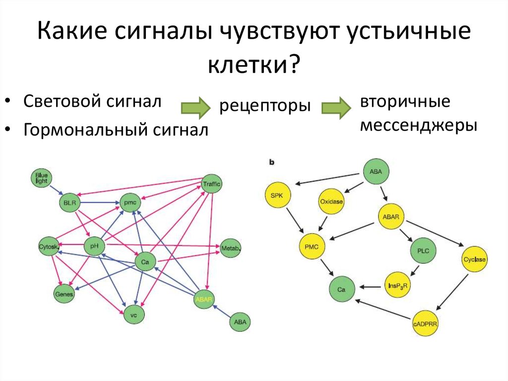 Какие сигналы поступают по шинам процессора