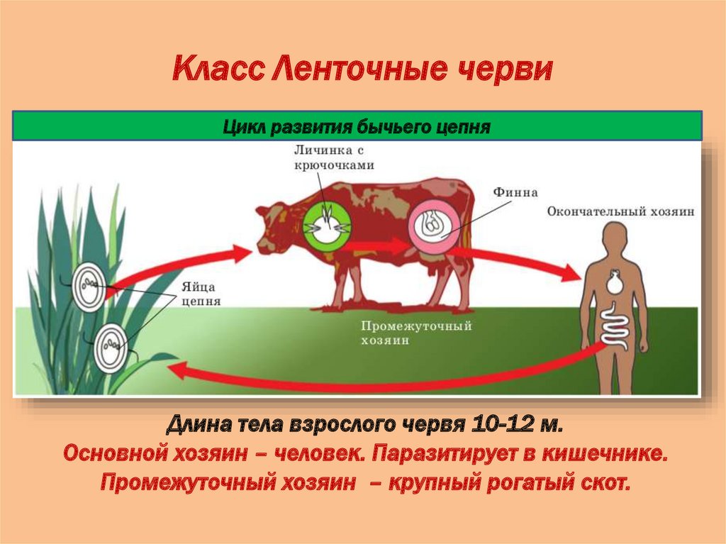 Может ли человек быть промежуточным хозяином. Класс ленточные черви цикл развития бычьего цепня. Жизненный цикл ленточного червя схема. Схема цикла червя ленточного. Схема цикла развития ленточного червя.
