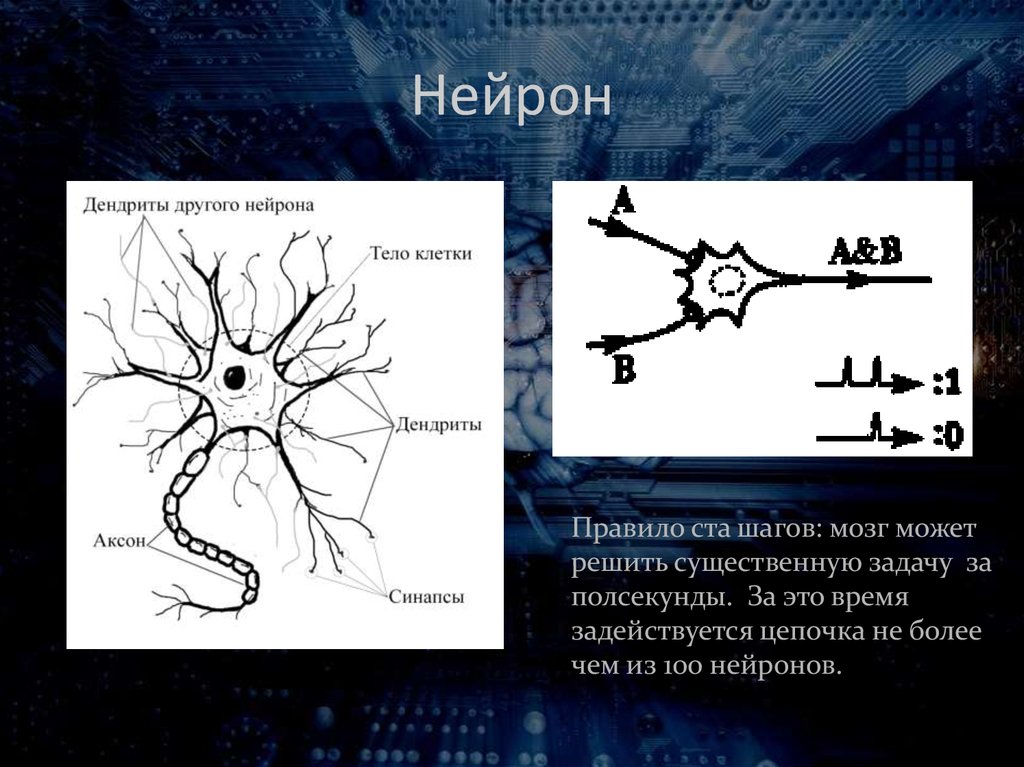 Аксон фото нейрон