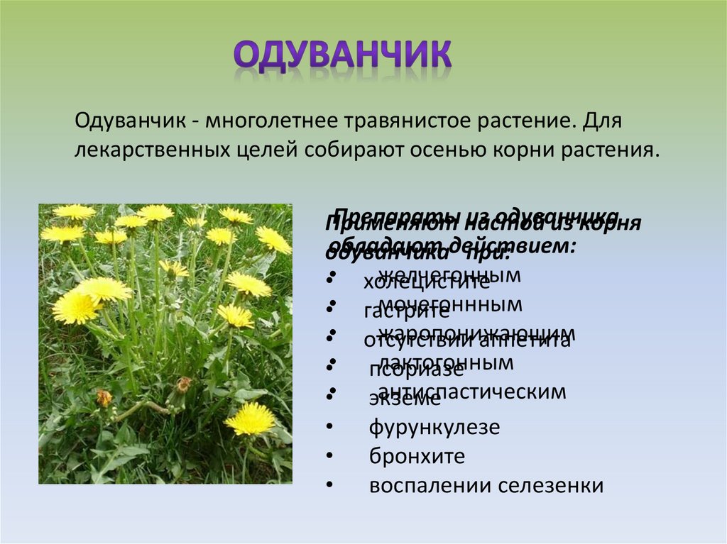 Одуванчик произведение 2 класс. Лекарственные растения окружающий мир. Лечебные травянистые растения. Лекарственные растения 2 класс.