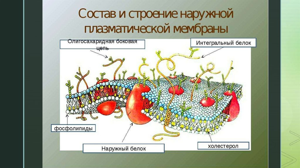 Наружная плазматическая мембрана. Поперечный разрез плазматической мембраны. Плазматическая мембрана строение Интегральные белки. Холестерол плазматической мембраны. Белки наружной мембраны.