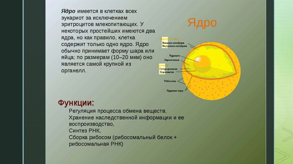 Презентация строение ядра