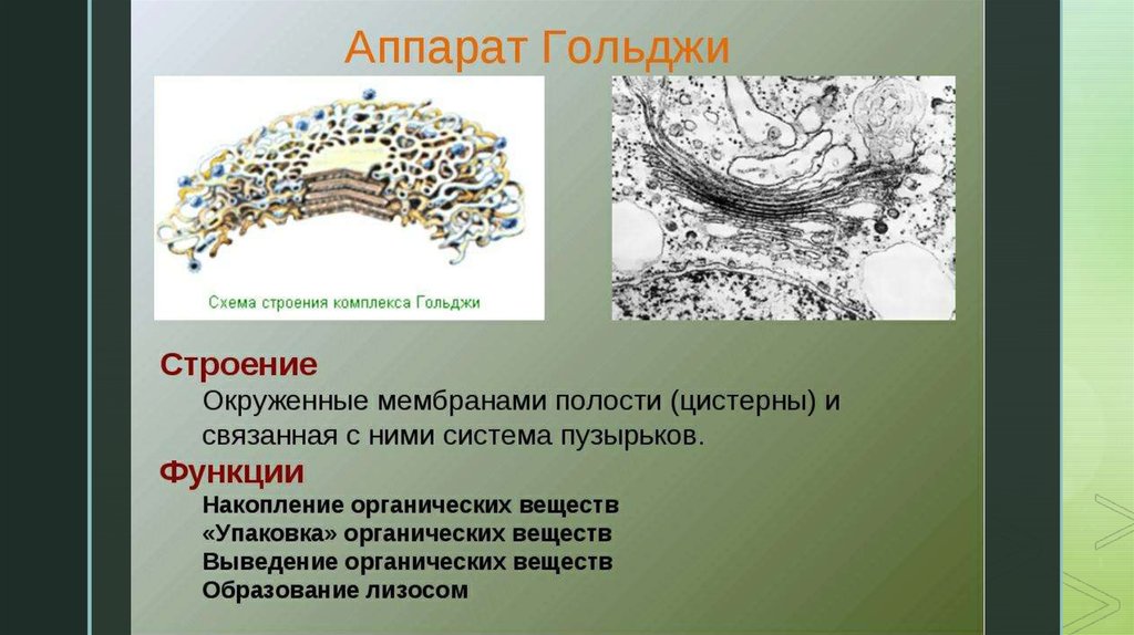 Окружен мембранами. Функции аппарата Гольджи в клетке. Функции аппарата Гольджи в клетке человека. Функции аппарата Гольджи в животной клетке. Цистерны комплекса Гольджи.