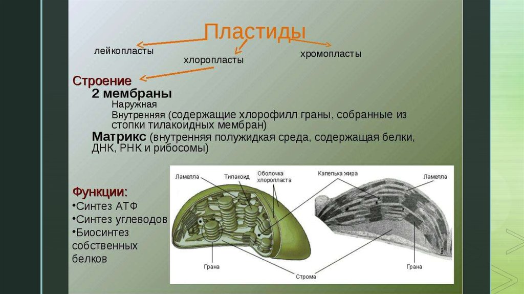 Строение 2. Хлоропласты хромопласты лейкопласты таблица. Оболочка хлоропласта функции. Хромопласты строение и функции. Пластиды хлоропласты хромопласты лейкопласты строение и функции.