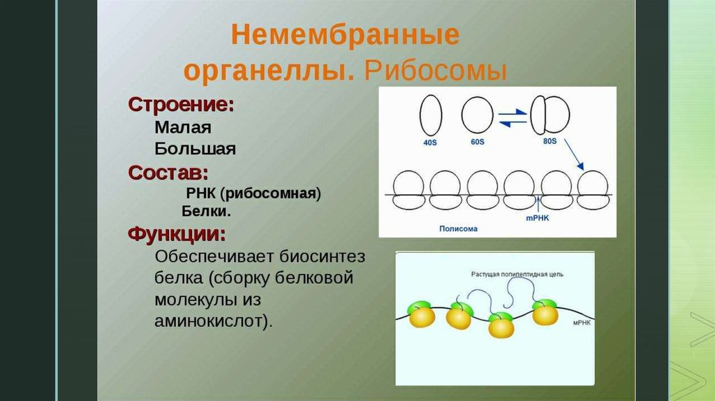 Молекула рибосомы. Строение рибосомы и ее функции. Рибосомы строение и функции 10 класс. Строение рибосомы клетки. Немембранные рибосомы строение и функции.