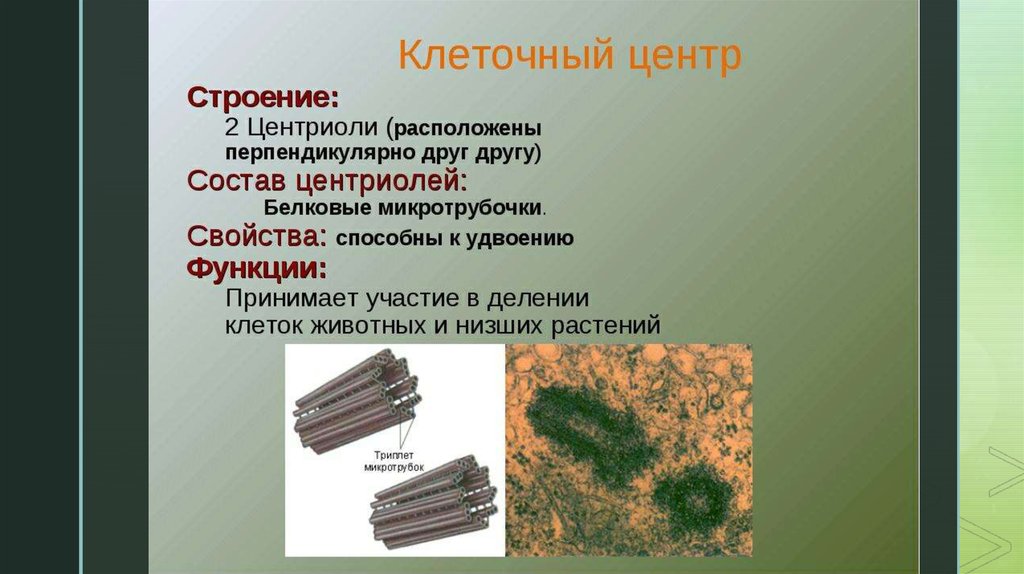 Признаки клеточного центра