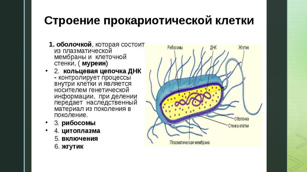 Структура клеток прокариот