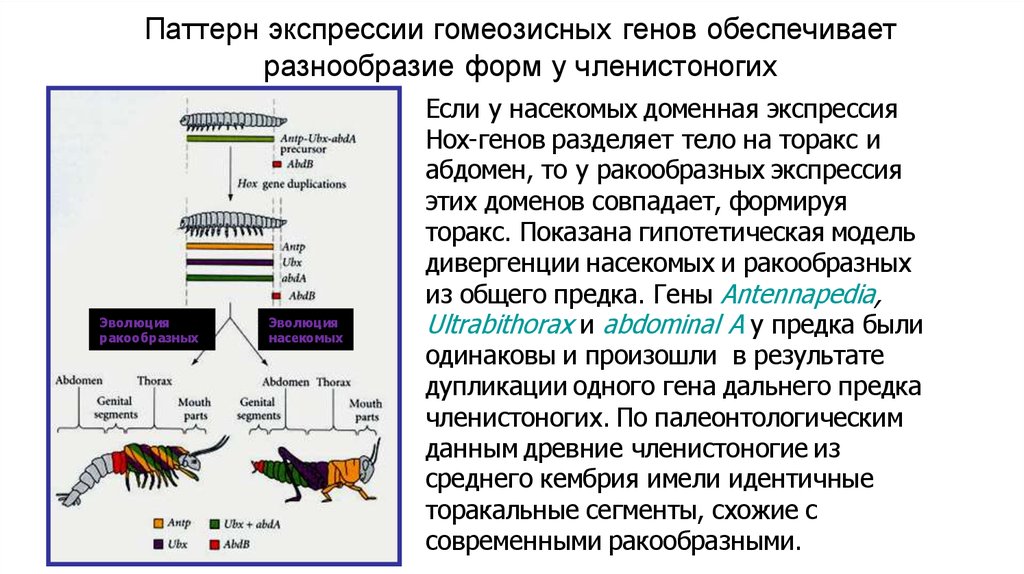 Сегментация членистоногих. Паттерн экспрессии генов. Эволюционное значение гомеозисных генов. Нох гомеозисные гены. Мобильность генома обеспечивают.