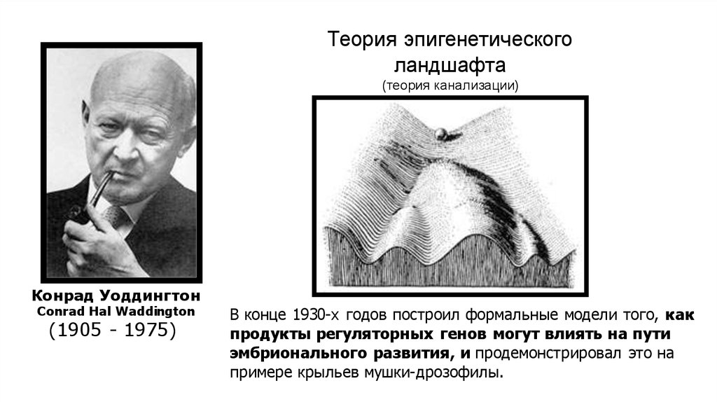 Эпигенетический ландшафт уоддингтона рисунок