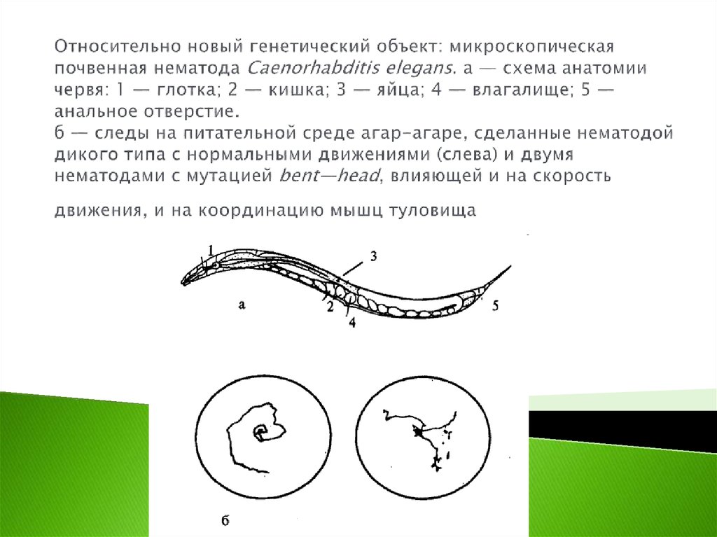 Относительно новый генетический объект: микроскопическая почвенная нематода Caenorhabditis elegans. а — схема анатомии червя: 1