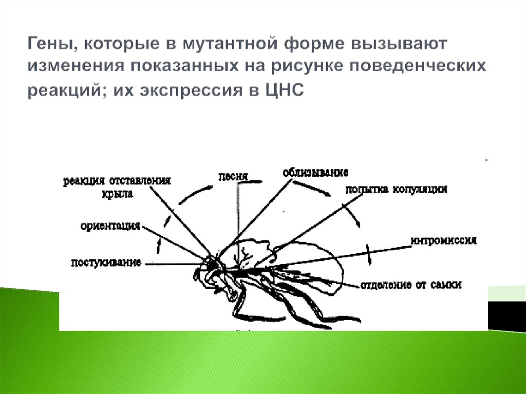 Гены, которые в мутантной форме вызывают изменения показанных на рисунке поведенческих реакций; их экспрессия в ЦНС