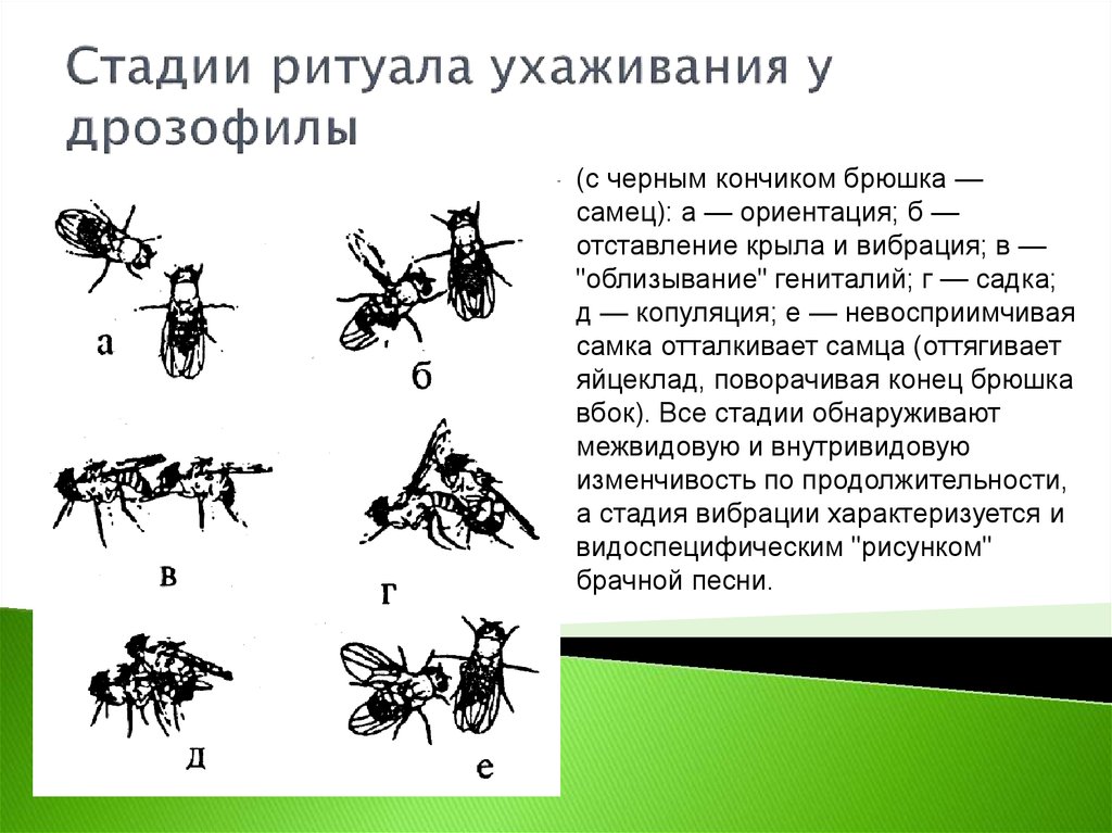 Генетика поведения животных презентация