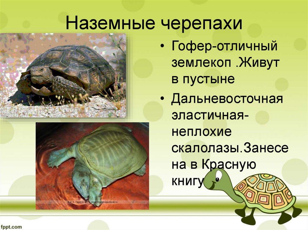 Значение черепах в природе и жизни человека. Интересные черепахи. Черепаха для презентации. Пресмыкающиеся отряд черепахи. Информация о черепахе.