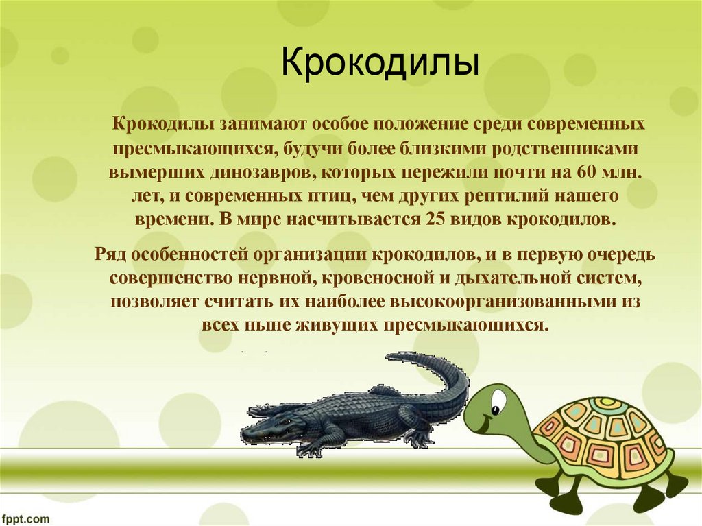 Пресмыкающиеся животные кратко. Информация о рептилиях. Крокодилы презентация. Доклад о рептилиях. Пресмыкающиеся крокодил.