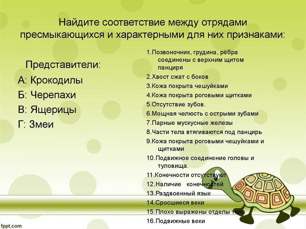 Тест черепахи