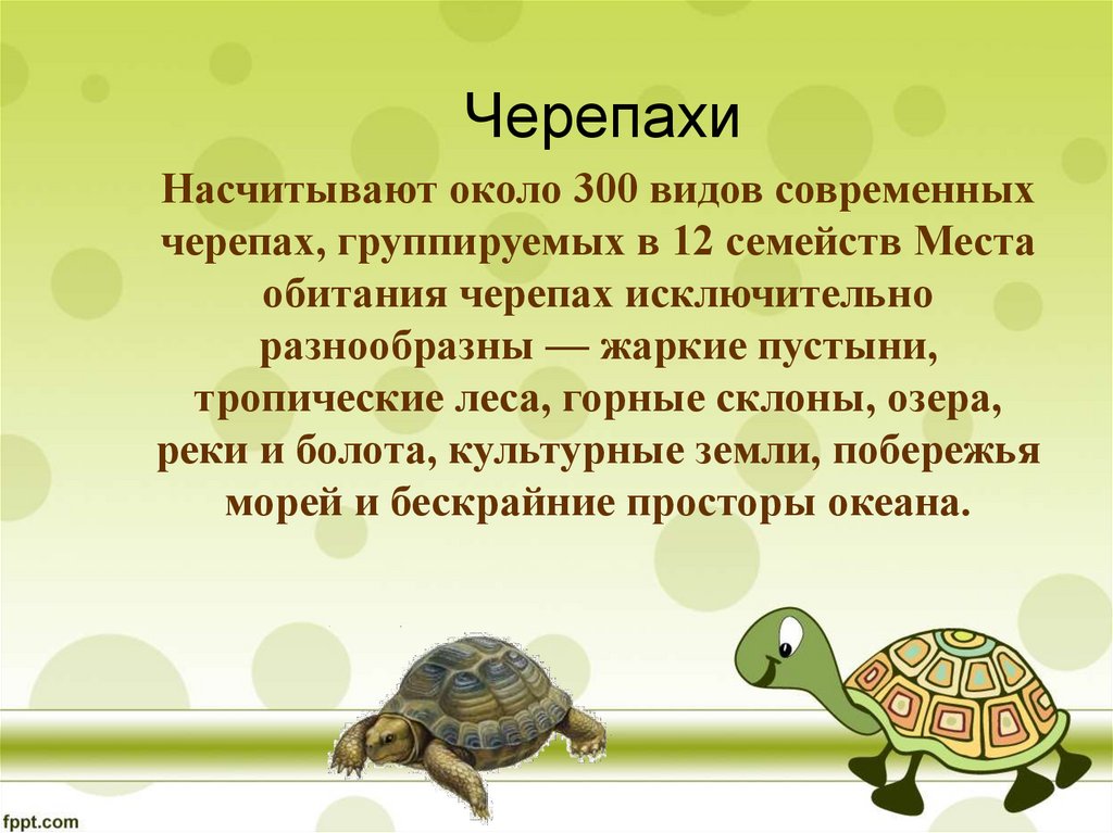 Черепаха сообщение 8 класс. Интеремноео чеоепахах. Интересные факты о черепахах. Интересные черепахи. Интересное о черепахах для детей.