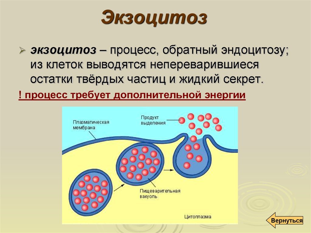 Поглощение клеткой твердых пищевых частиц. Экзоцитоз клеточная мембрана. Процесс выведения веществ из клетки. Экзоцитоз это в биологии кратко.
