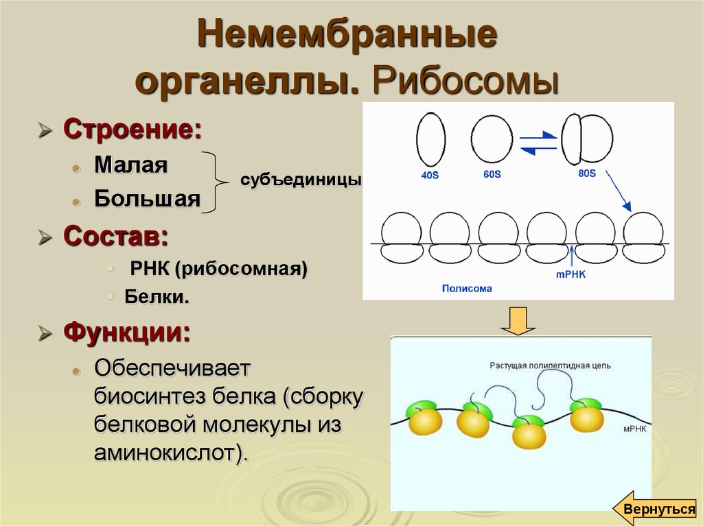 Рибосомы функции. Строения рибосомы строение функции. Рибосомы строение и функции. Рибосомы немембранные строение. Немембранные части клетки.