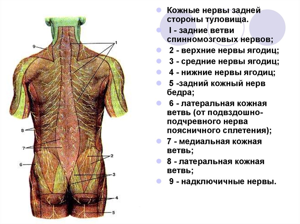 Ветви спинномозгового нерва схема