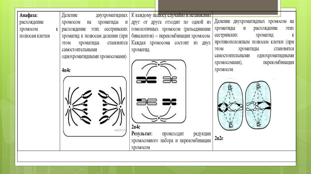 Назовите тип и фазу деления исходной диплоидной клетки изображенной на схеме