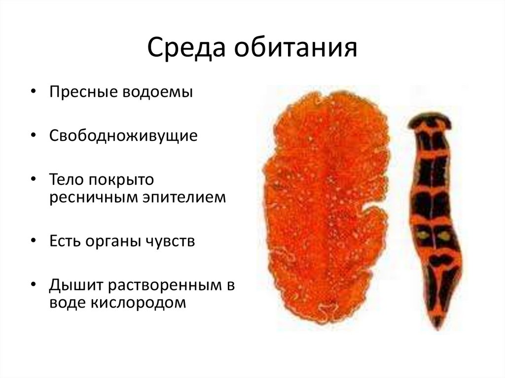 Плоские раздельнополые