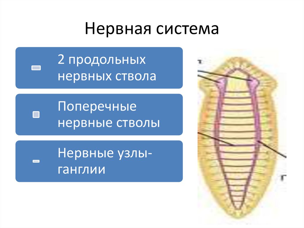 Какая нервная система у плоских червей