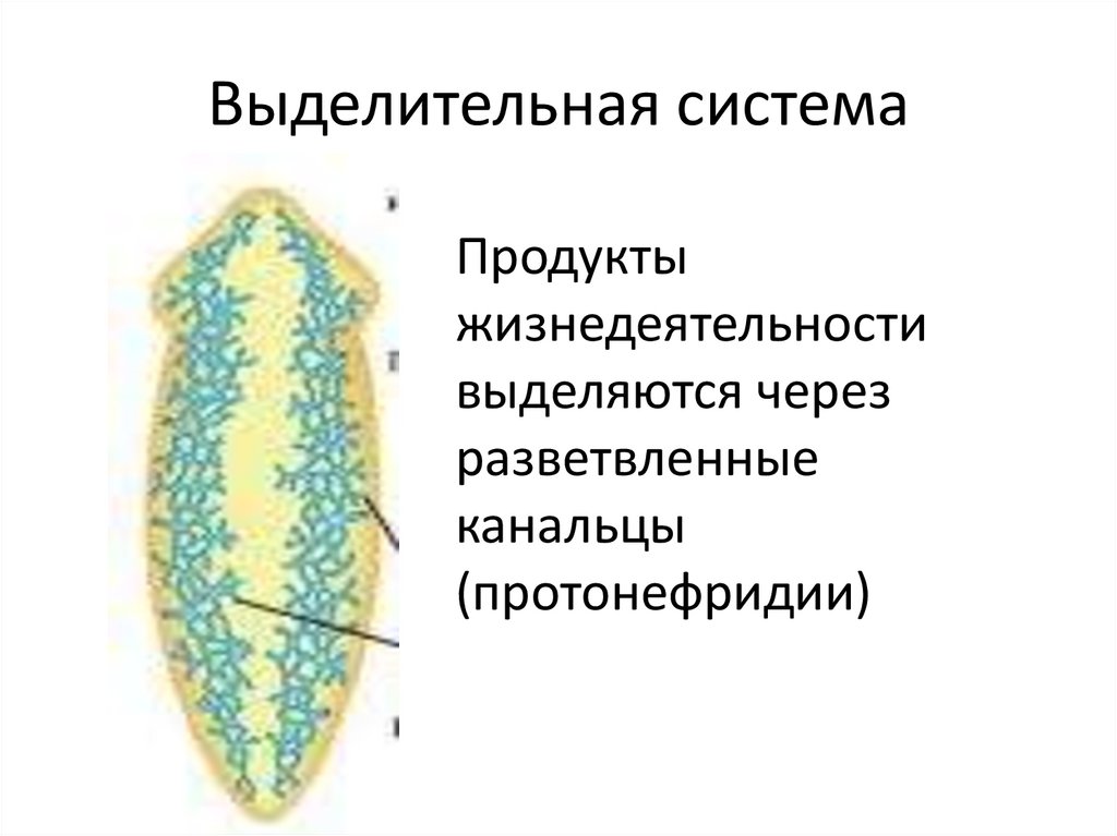 Для плоских червей характерна выделительная система типа