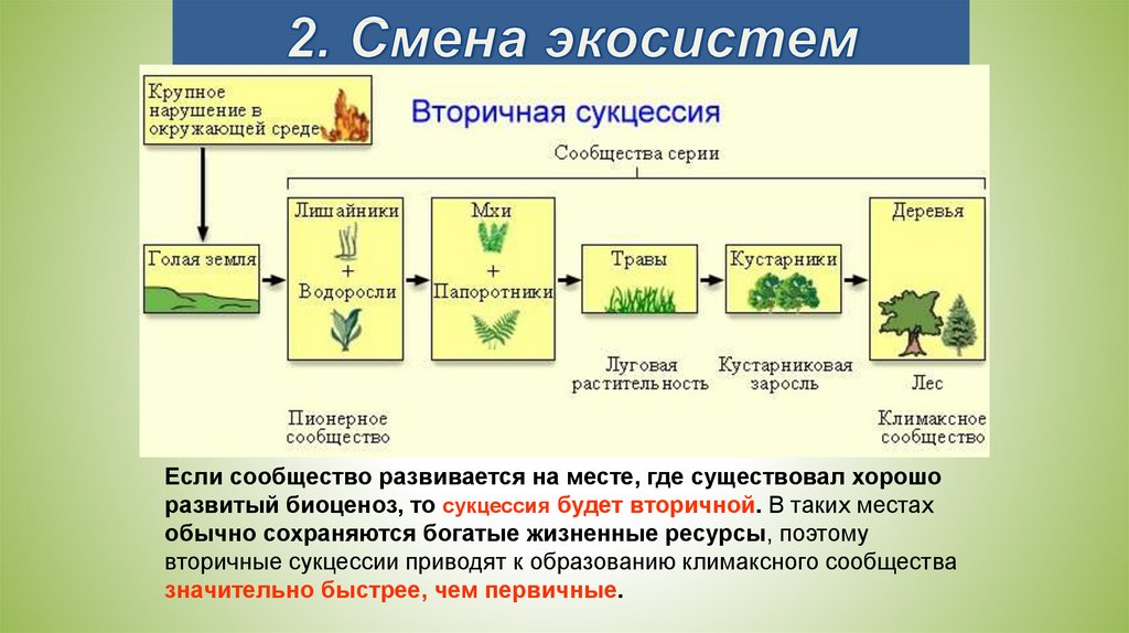 Экосистемы 11 класс биология конспект. Экосистема структура экосистемы. Изменение экосистемы. Динамичность экосистем. Устойчивость экосистемы.