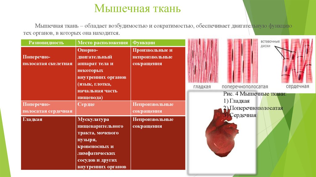 Какие органы образует сердечная ткань