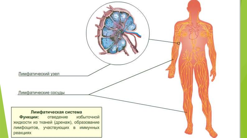 Компоненты организма человека. Компоненты тела человека. Сообщение на тему компоненты организма человека. Компоненты организма человека 8 класс.