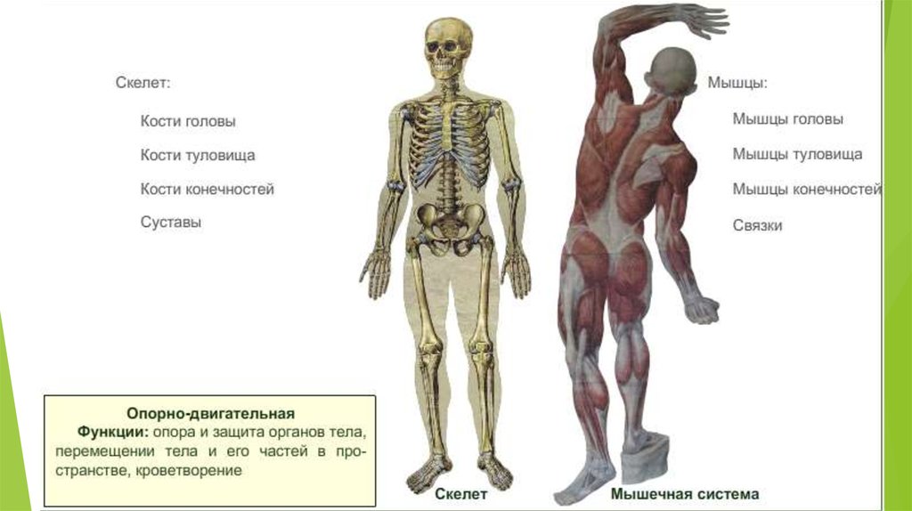 Гаряев суставы и мышцы кости. Строение человека скелет мышцы кожа. Скелет человека с мышцами. Строение скелета мышц. Скелет человека с мышцами и кожей.