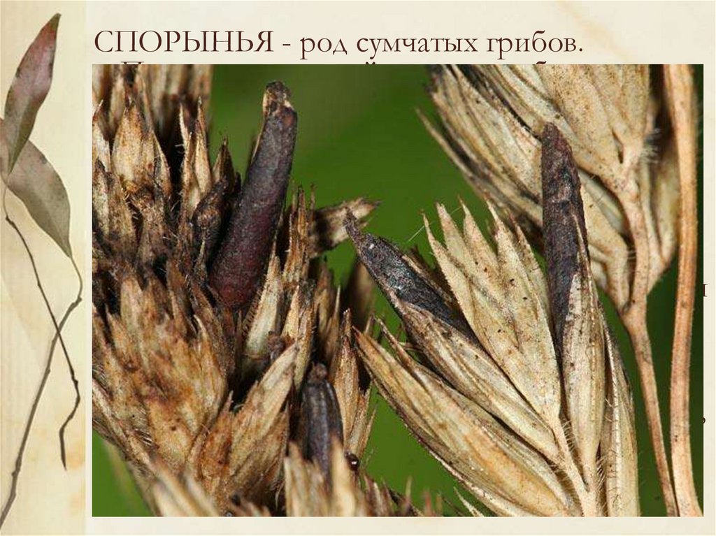 Пшеничный гриб. Claviceps purpurea – спорынья пурпурная. Спорынья (Claviceps purpurea). Спорынья гриб паразит. Головня и спорынья.