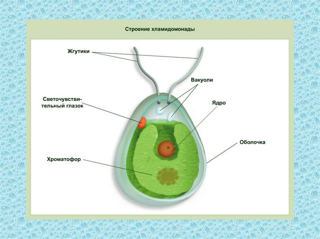 Известно что хламидомонада одноклеточная фотосинтезирующая зеленая водоросль. Строение одноклеточной водоросли хламидомонады. Строение клетки хламидомонады. Строение одноклеточных водорослей 5 класс. Строение водоросли хламидомонады рисунок.
