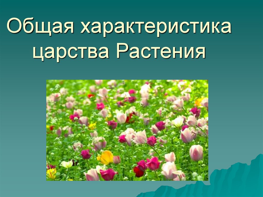 Проект по биологии царство растений 5 класс