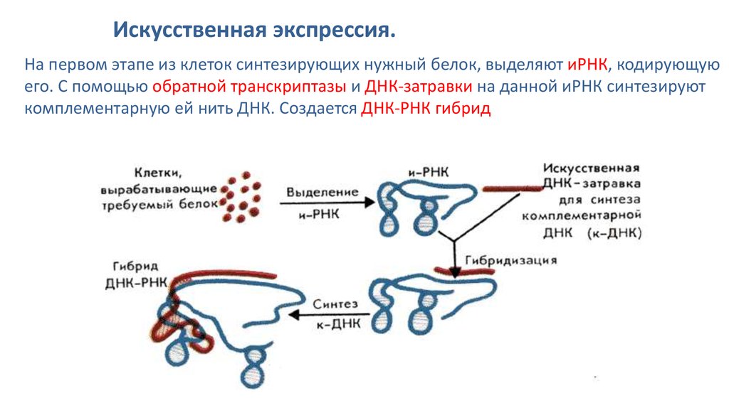 Белки гибридом