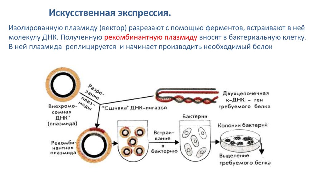 Схема переноса генетической информации в клетке