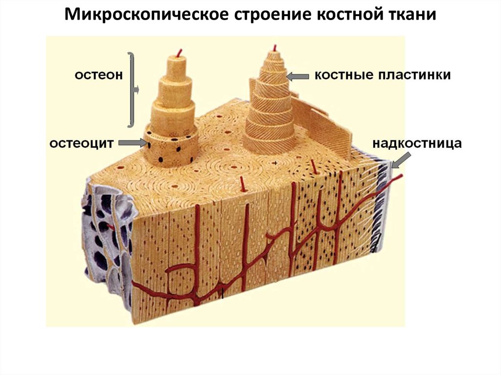 Какие строение костная ткань