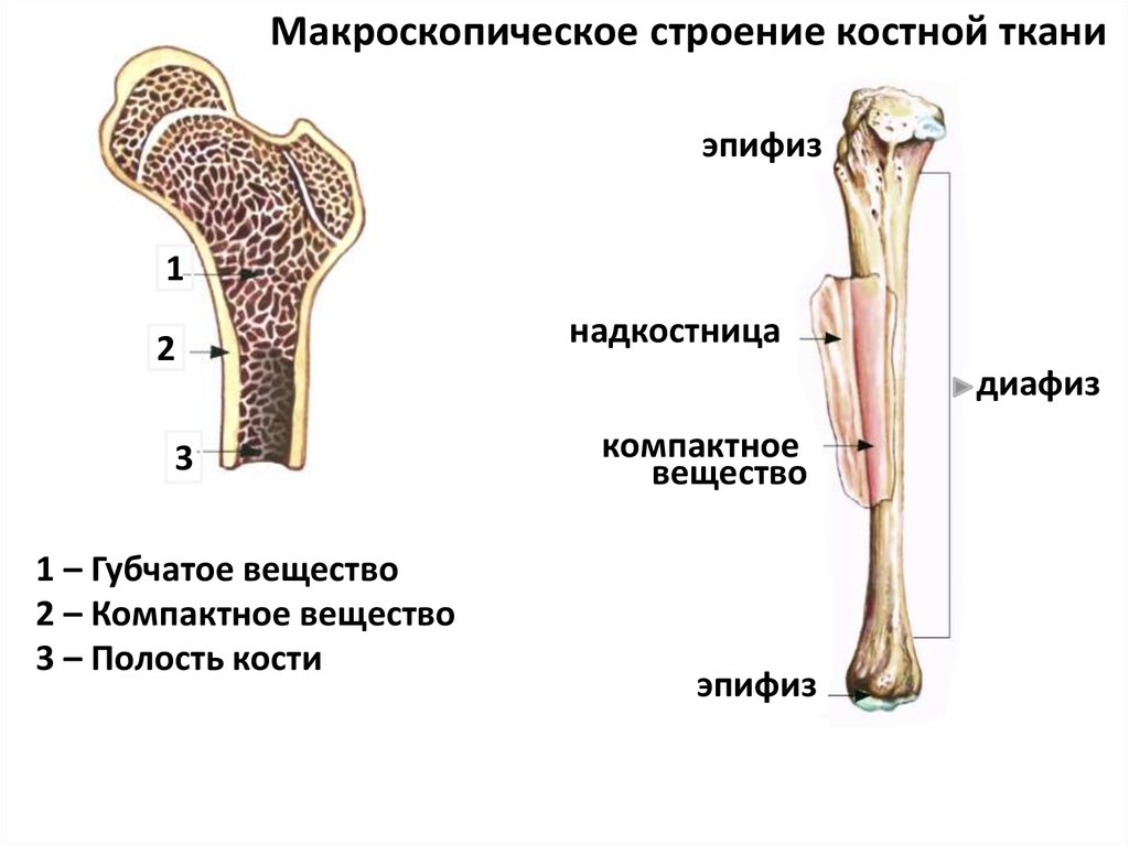 Надкостница голени фото