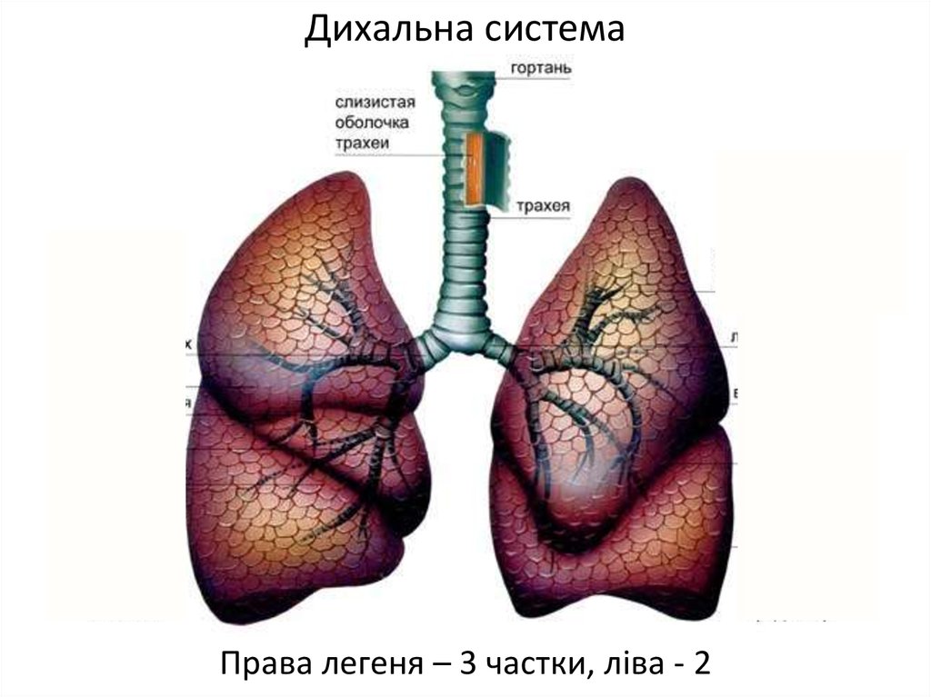Дихальна система