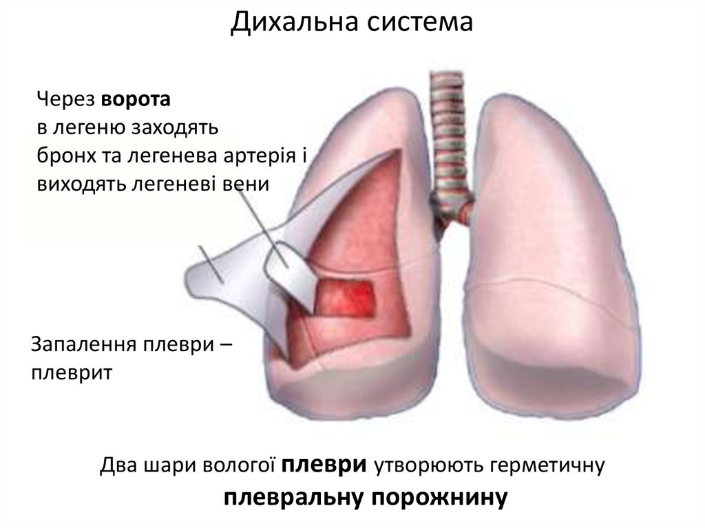 Где находится плевра у человека фото