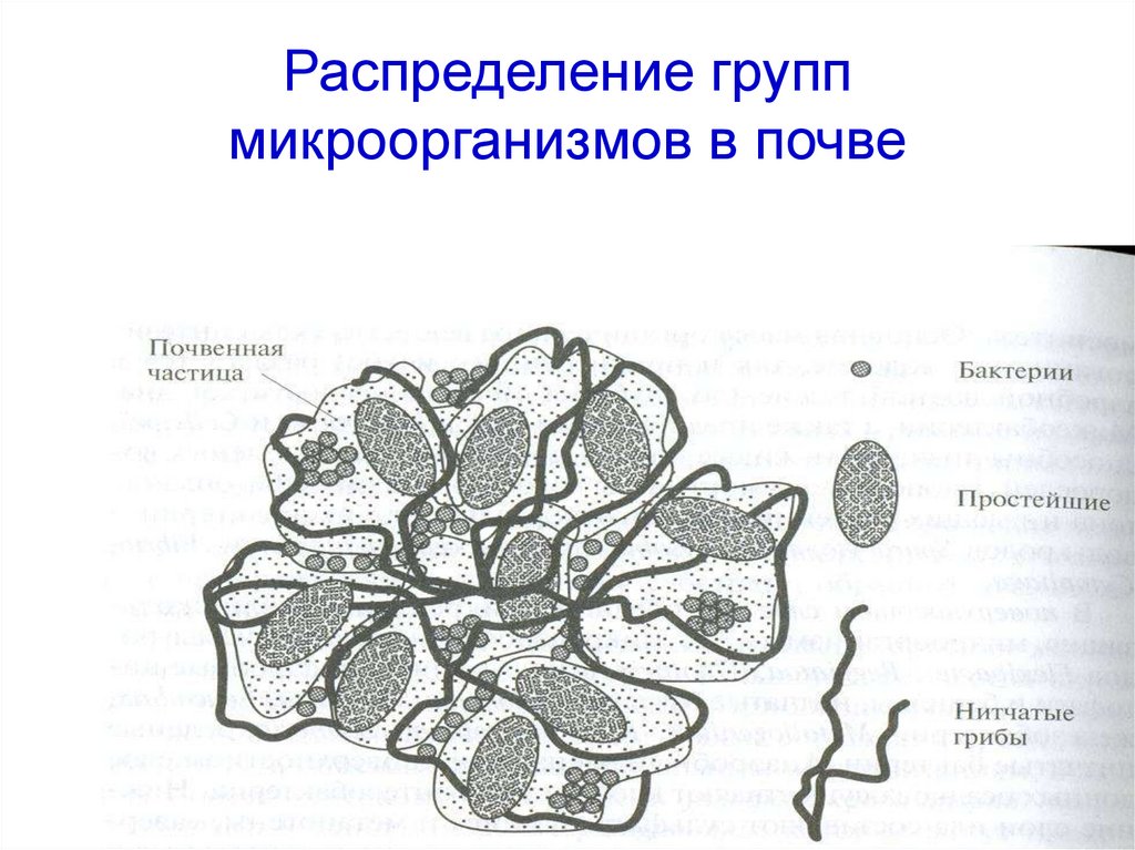 Экология микроорганизмов презентация