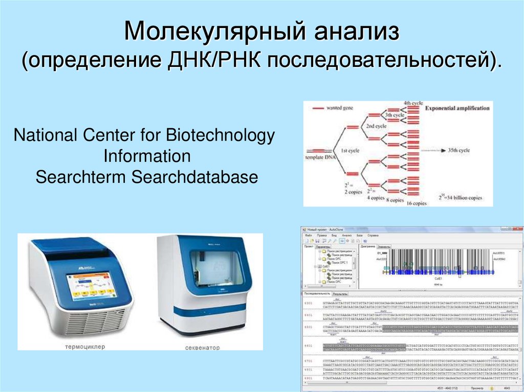 Молекулярно генетическая экспертиза презентация