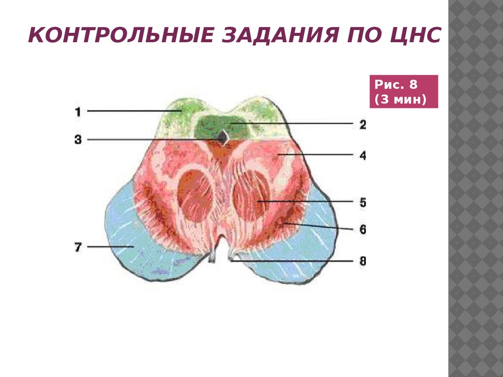 Контрольная работа по теме сердце. Контрольная работа по теме сердце