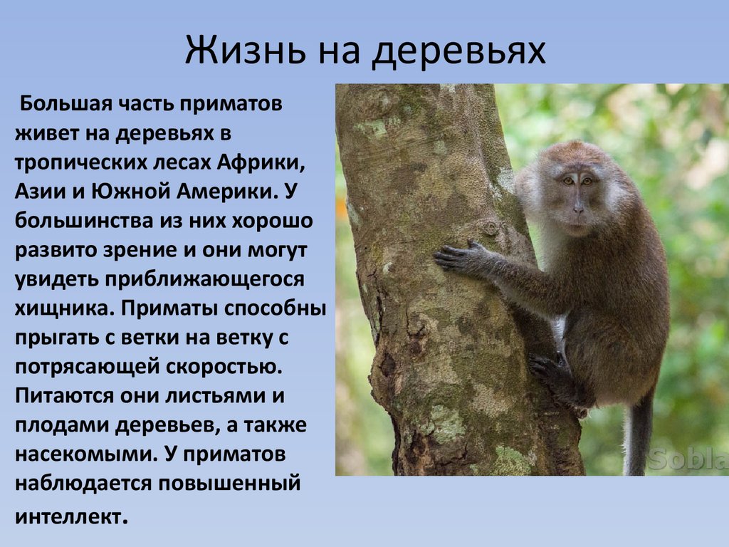 Общие черты приматов. Отряд млекопитающих приматы 7 класс. Обезьяна для презентации. Презентация на тему обезьяны. Приматы презентация.