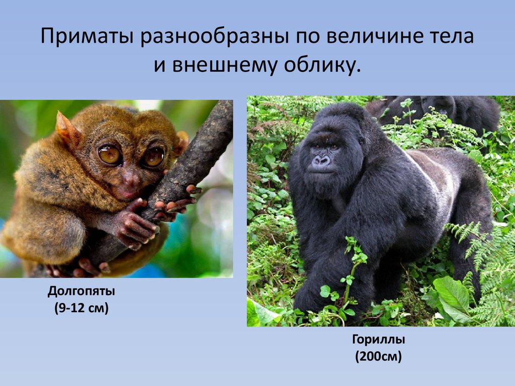 Общие черты приматов. Разнообразие приматов. Отряд приматы представители. Приматы презентация. Приматы представители название.