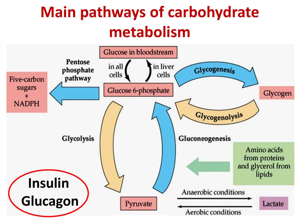 pathway of carbohydrate metabolism