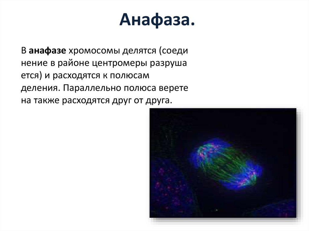 Кариокинез. Анафазное отставание. Отставание хромосом в анафазе. Отставание хромосом анафаза 1. Отставание хромосом в анафазе глиома.