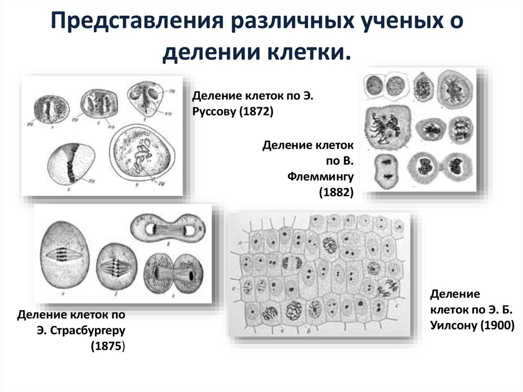 Биология 10 митоз. Деление клетки ученый. Ученые изучавшие деление клеток. Деление клетки открыл. История изучения деления клетки.